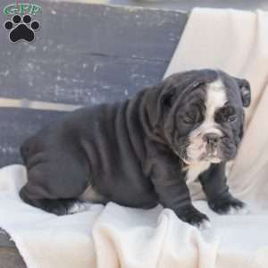 Marley, American Bulldog Puppy