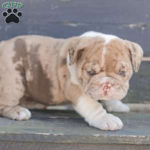 Sandy, American Bulldog Puppy