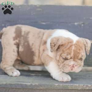 Sandy, American Bulldog Puppy