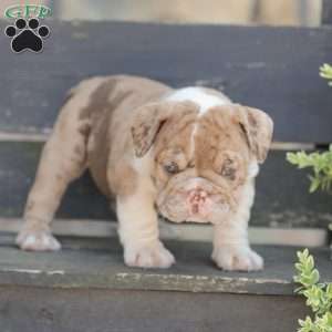 Sandy, American Bulldog Puppy