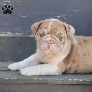 Sandy, American Bulldog Puppy