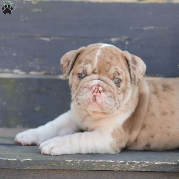 Sandy, American Bulldog Puppy