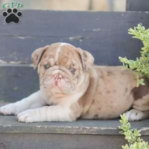 Sandy, American Bulldog Puppy