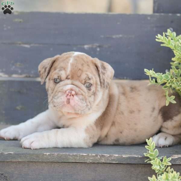 Sandy, American Bulldog Puppy