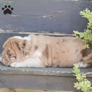 Sandy, American Bulldog Puppy