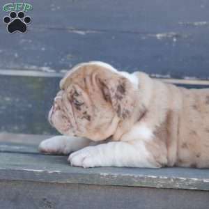 Sandy, American Bulldog Puppy