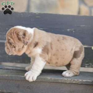 Sandy, American Bulldog Puppy