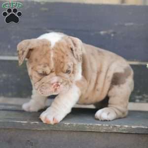Sandy, American Bulldog Puppy