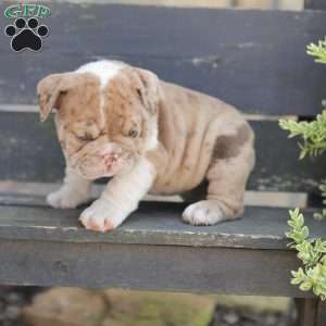Sandy, American Bulldog Puppy