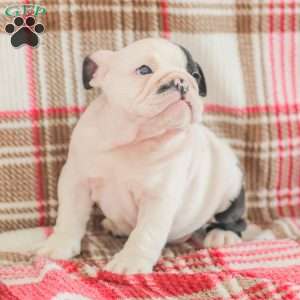 Max, American Bulldog Puppy