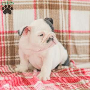 Max, American Bulldog Puppy