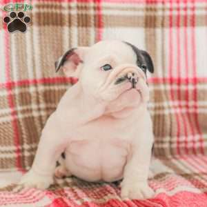 Max, American Bulldog Puppy