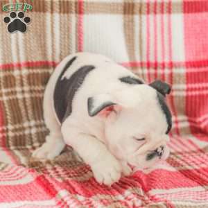 Max, American Bulldog Puppy