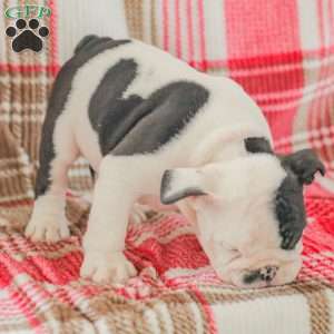 Max, American Bulldog Puppy