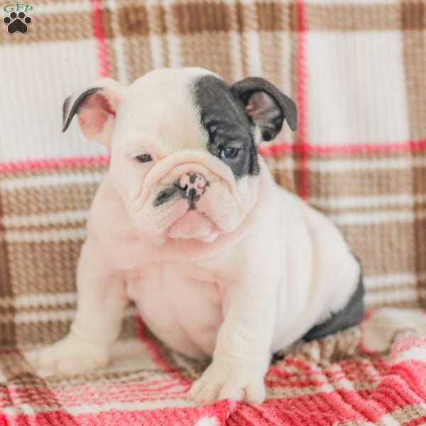 Max, American Bulldog Puppy