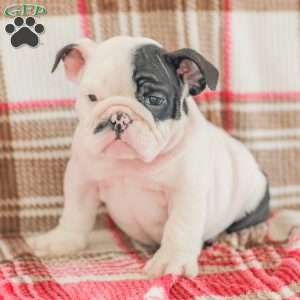 Max, American Bulldog Puppy