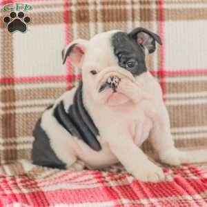 Max, American Bulldog Puppy