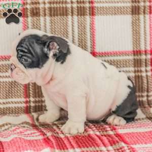 Max, American Bulldog Puppy