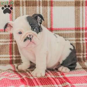 Max, American Bulldog Puppy