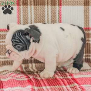 Max, American Bulldog Puppy