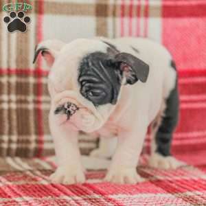 Max, American Bulldog Puppy