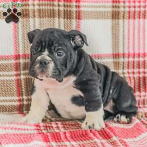 Macy, American Bulldog Puppy
