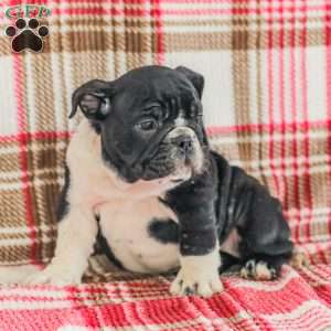Macy, American Bulldog Puppy