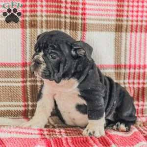 Macy, American Bulldog Puppy