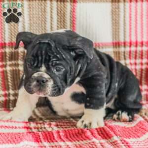 Macy, American Bulldog Puppy