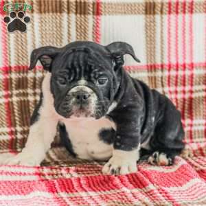 Macy, American Bulldog Puppy