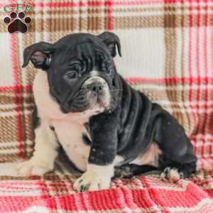 Macy, American Bulldog Puppy