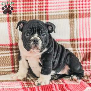 Macy, American Bulldog Puppy