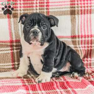 Macy, American Bulldog Puppy