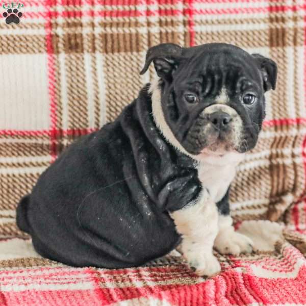 Macy, American Bulldog Puppy