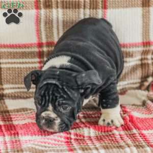 Macy, American Bulldog Puppy