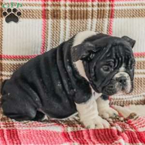 Macy, American Bulldog Puppy