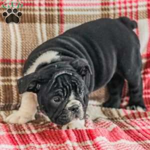 Macy, American Bulldog Puppy