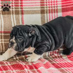 Macy, American Bulldog Puppy