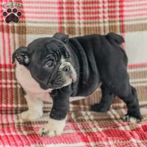 Macy, American Bulldog Puppy