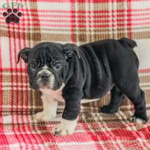 Macy, American Bulldog Puppy