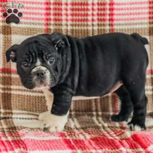 Macy, American Bulldog Puppy