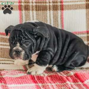 Macy, American Bulldog Puppy