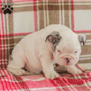 Marley, American Bulldog Puppy