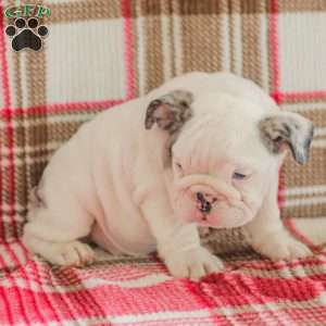 Marley, American Bulldog Puppy