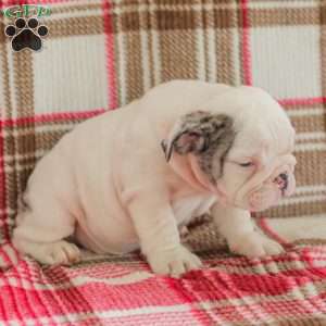 Marley, American Bulldog Puppy