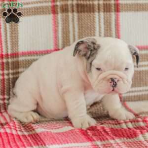Marley, American Bulldog Puppy