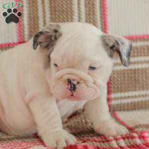 Marley, American Bulldog Puppy