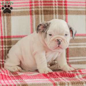 Marley, American Bulldog Puppy