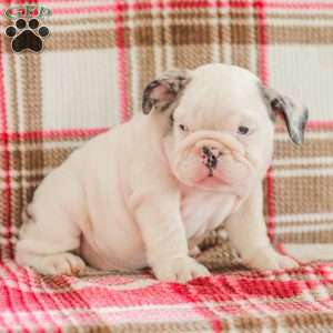 Marley, American Bulldog Puppy