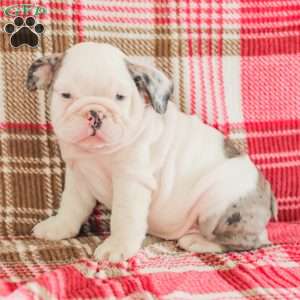 Marley, American Bulldog Puppy